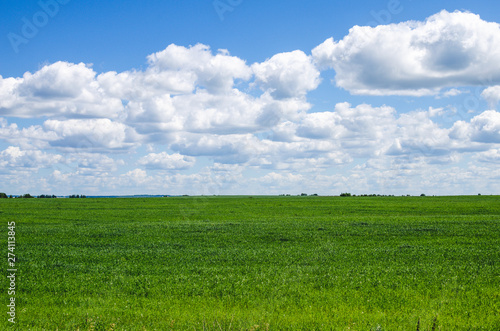 Green field and blue sky with clouds. Green field in central Russia