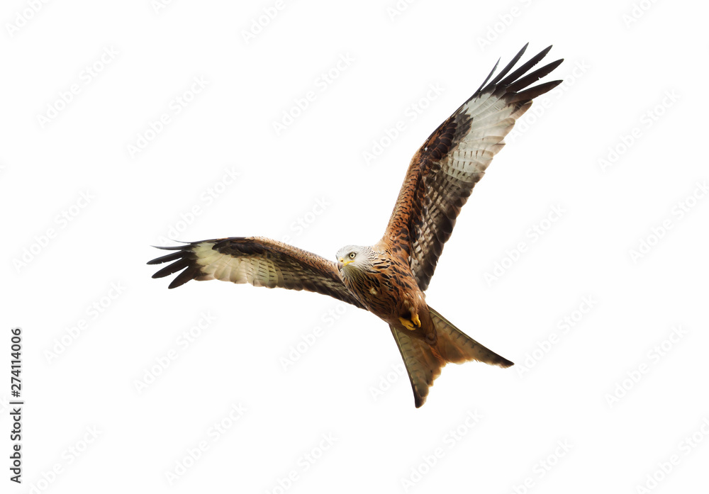 Obraz premium Red kite against white background