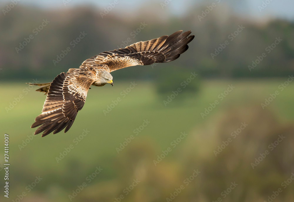 Fototapeta premium Close up of a Red kite in flight