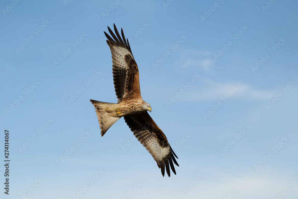 Fototapeta premium Red kite in flight against blue sky