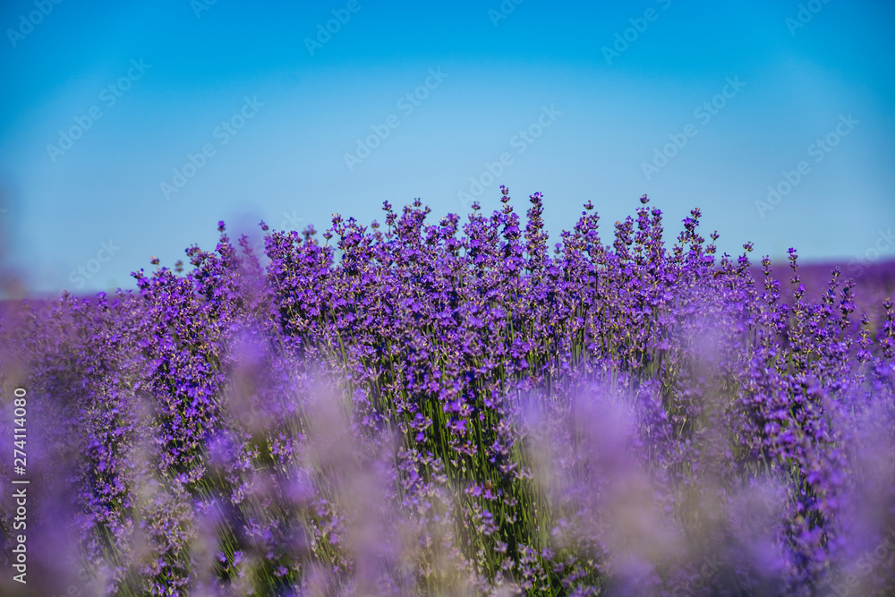 Obraz premium Close up view of lavender growing. Lavender bushes close up .Purple flowers of lavender.