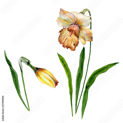 Beautiful yellow narcissus flowers on stems with green leaves isolated on whi...