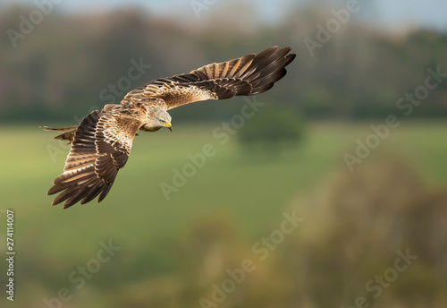 Close up of a Red kite in flight
