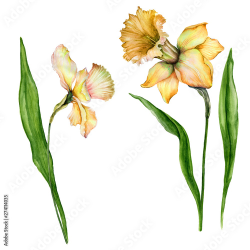 Beautiful yellow narcissus flowers on stems with green leaves isolated on whi...