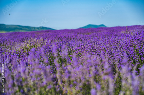 Close up view of lavender growing. Lavender bushes close up .Purple flowers of lavender.