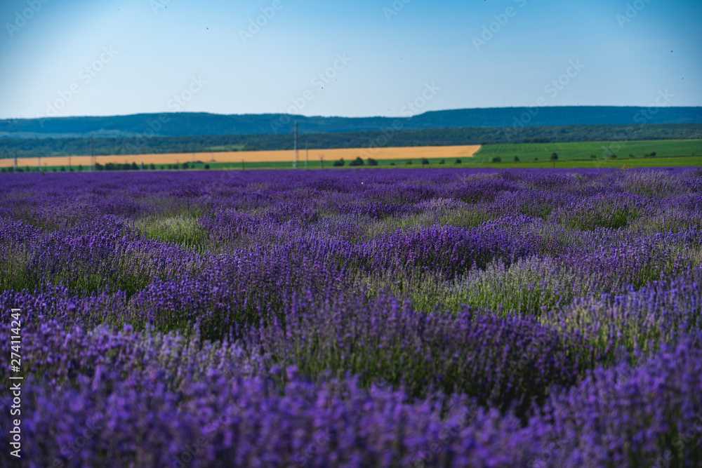 Close up view of lavender growing. Lavender bushes close up .Purple flowers of lavender.