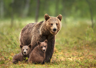 Acrylglasbilder Waldtiere Braunbärin mit Jungen im Nadelwald  © giedriius