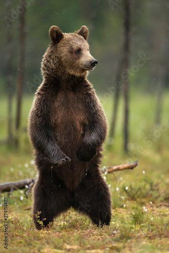 Canvas-taulu Close up of Eurasian brown bear standing on hind legs