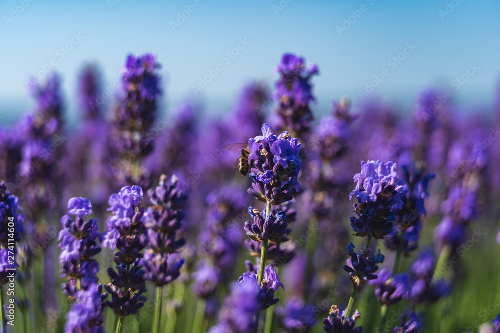 Obraz premium Close up view of lavender growing. Lavender bushes close up .Purple flowers of lavender.