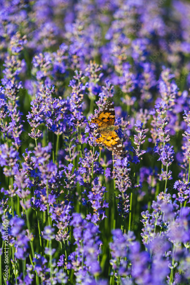 Obraz premium Close up view of lavender growing. Lavender bushes close up .Purple flowers of lavender.