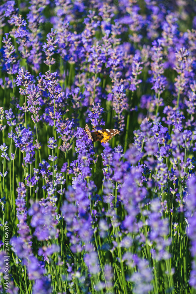 Naklejka premium Close up view of lavender growing. Lavender bushes close up .Purple flowers of lavender.