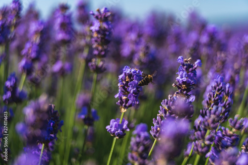 Close up view of lavender growing. Lavender bushes close up .Purple flowers of lavender. © Nikoleta
