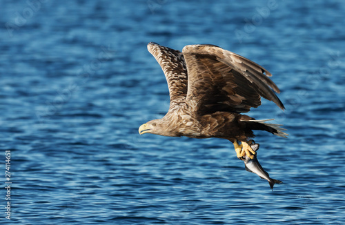 White-tailed sea Eagle in flight with a caught fish in claws