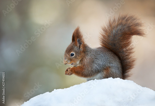 Red squirrel sitting in the snow © giedriius