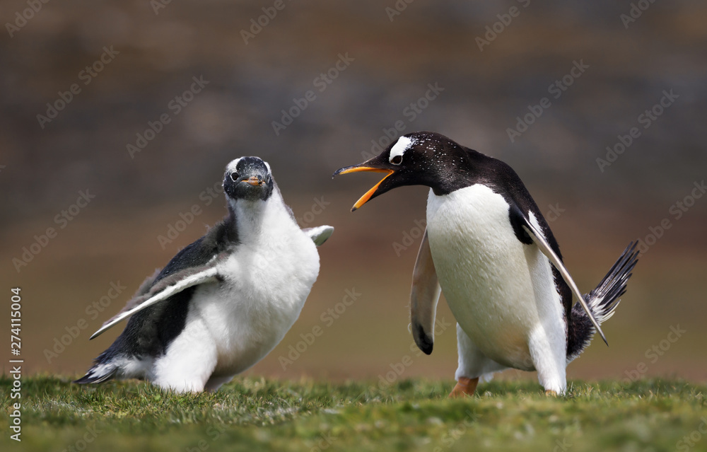 Fototapeta premium Adult Gentoo penguin annoyed with a chick constantly asking for food