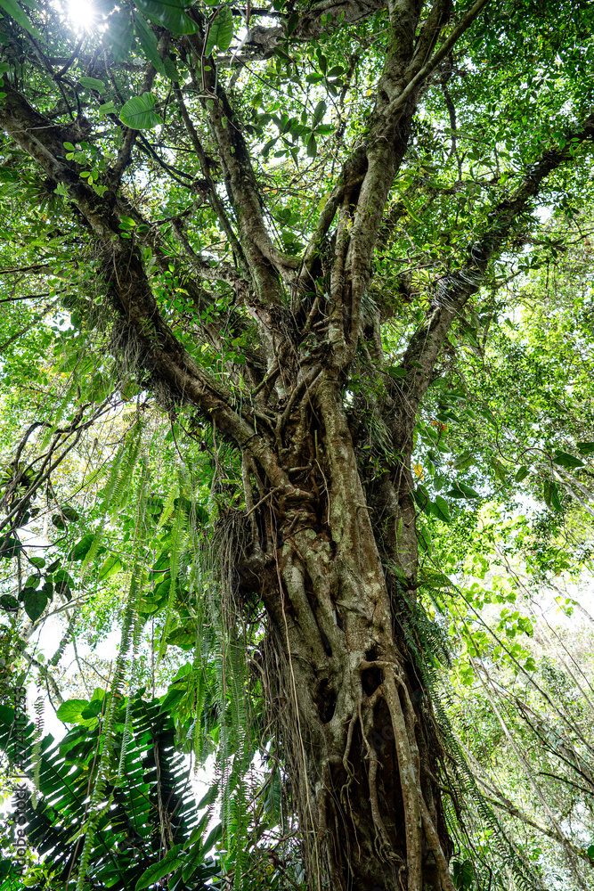 Senderos naturales en San Agustín_ Huila Colombia Senderos naturales en San Agustín_ Huila Colombia