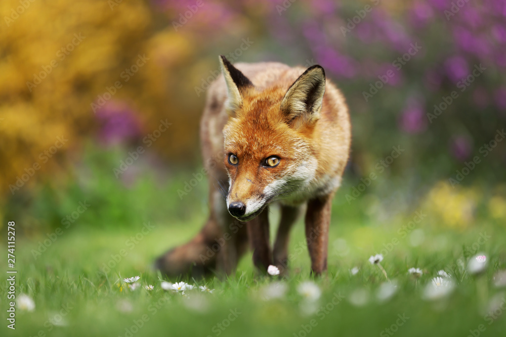 Fototapeta premium Close up of a red fox in the meadow