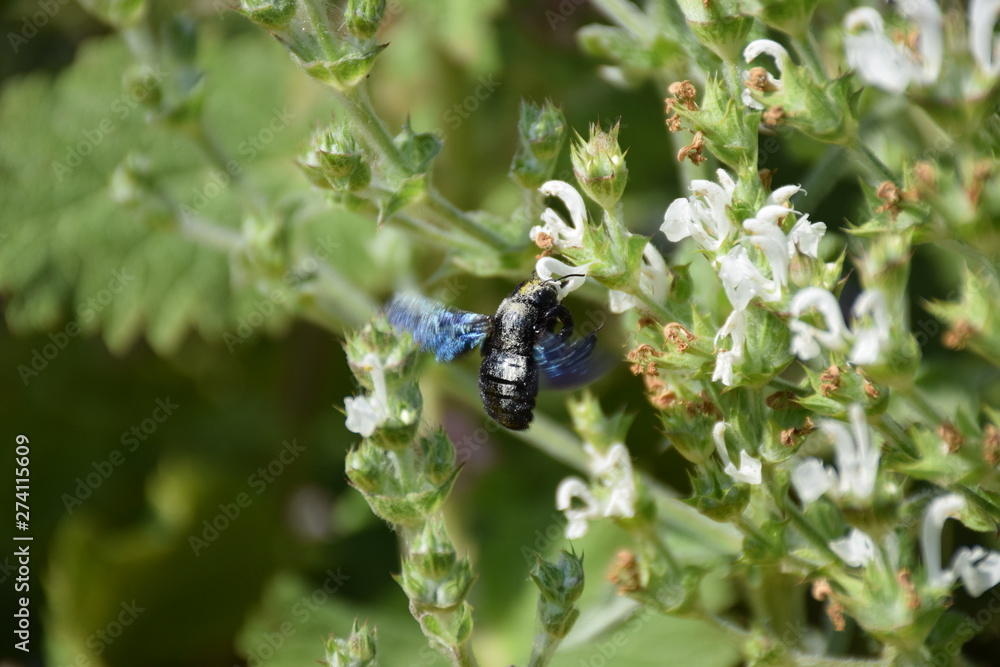 Blaue Holzbiene Xylocopa im Anflug an eine Blüte Blaue Holzbiene Xylocopa im Anflug an eine Blüte
