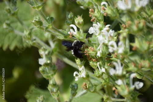 Blaue Holzbiene Xylocopa