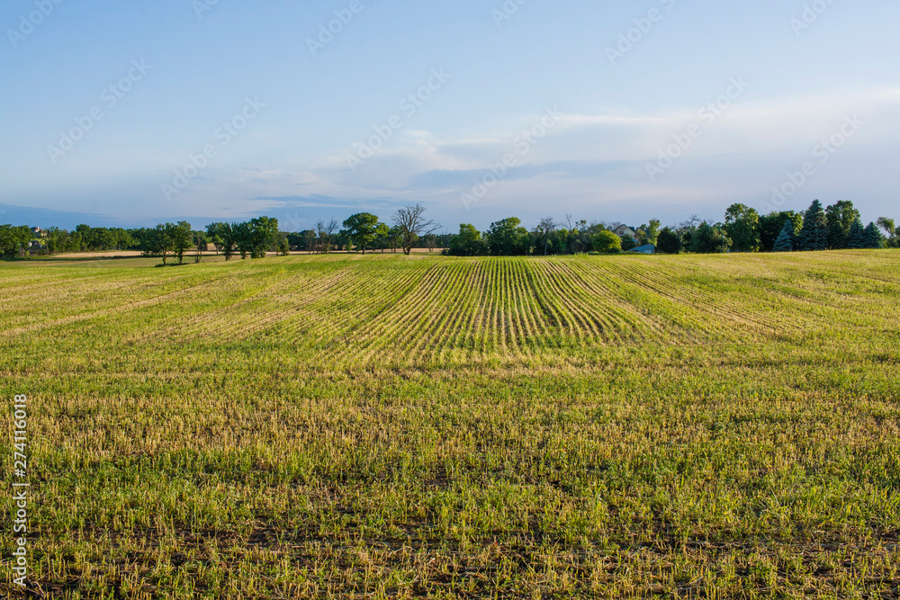 Greenish wheat stubble field with trees and bluish clouds in the distance Greenish wheat stubble field with trees and bluish clouds in the distance