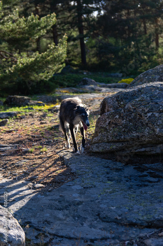 Greyhound walking among rocks © GaiBru Photo