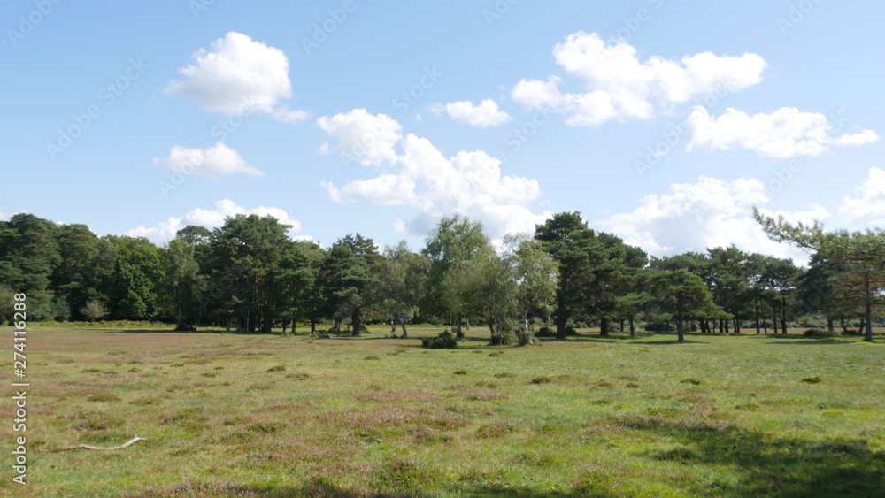 Open field with forest in background