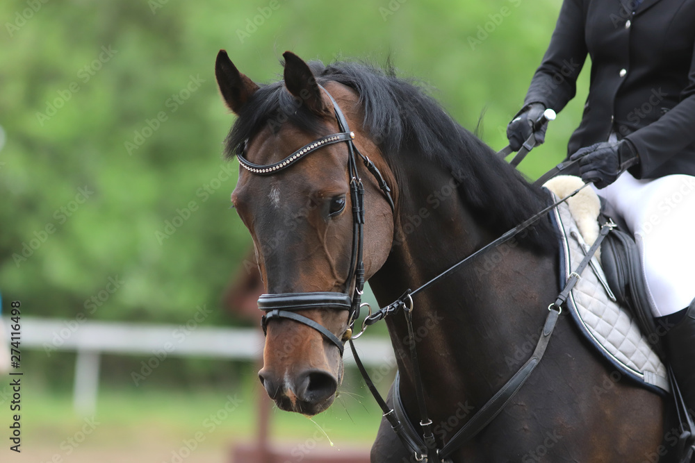 Portrait of beautiful show jumper horse in motion on racing track