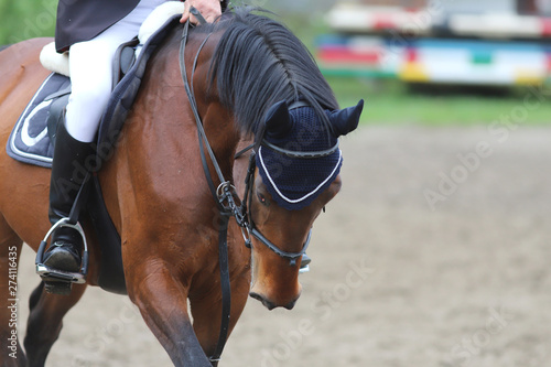 Portrait of beautiful show jumper horse in motion on racing track