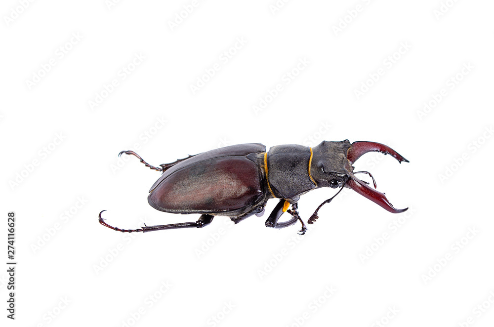 Beetle deer on white background Beetle deer on white background