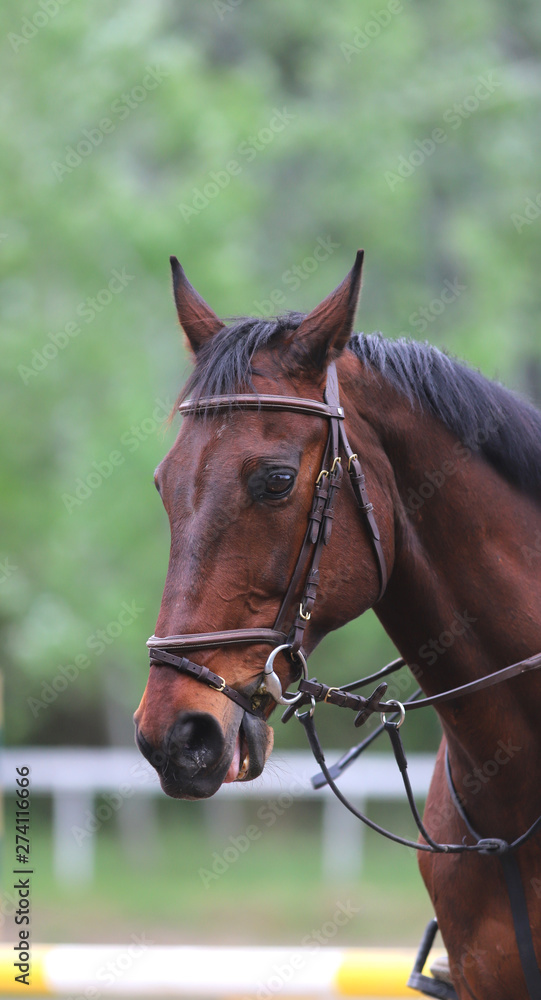 Portrait of beautiful show jumper horse in motion on racing track Portrait of beautiful show jumper horse in motion on racing track