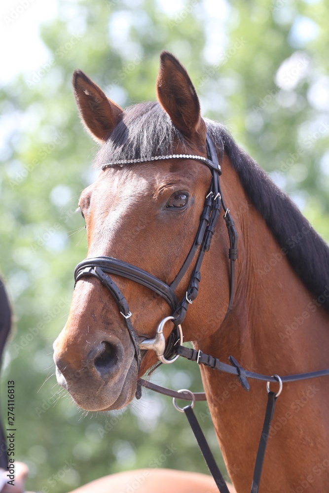 Fototapeta premium Portrait of beautiful show jumper horse in motion on racing track