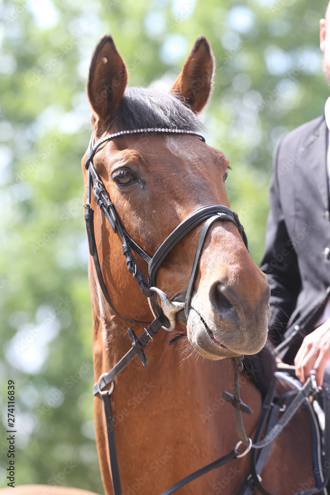 Portrait of beautiful show jumper horse in motion on racing track Portrait of beautiful show jumper horse in motion on racing track