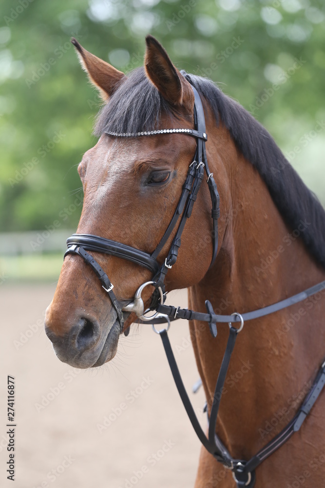 Portrait of beautiful show jumper horse in motion on racing track