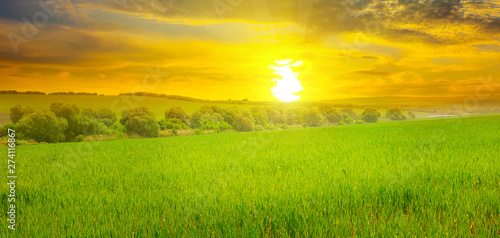 Wheat field and a delightful sunrise. Wide photo.
