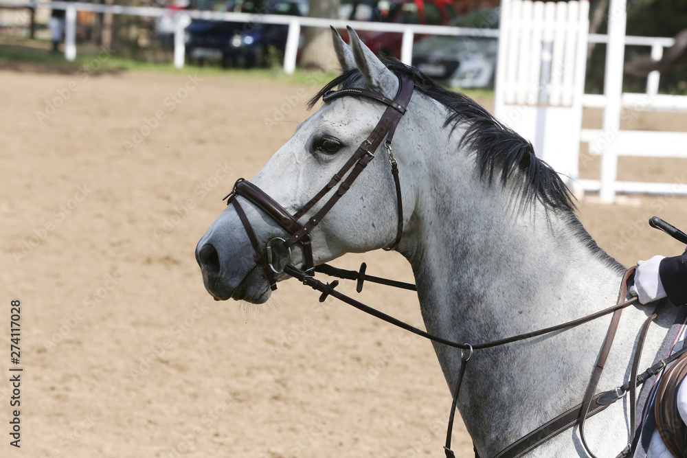 Portrait of beautiful show jumper horse in motion on racing track Portrait of beautiful show jumper horse in motion on racing track