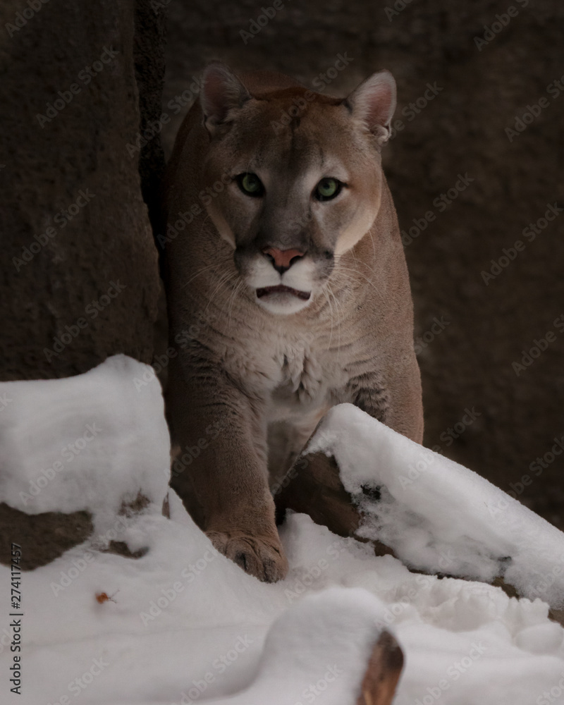 Φωτογραφία Beautiful predatory big cat puma (cougar) sneaks up on the background of rocks and snow in winter