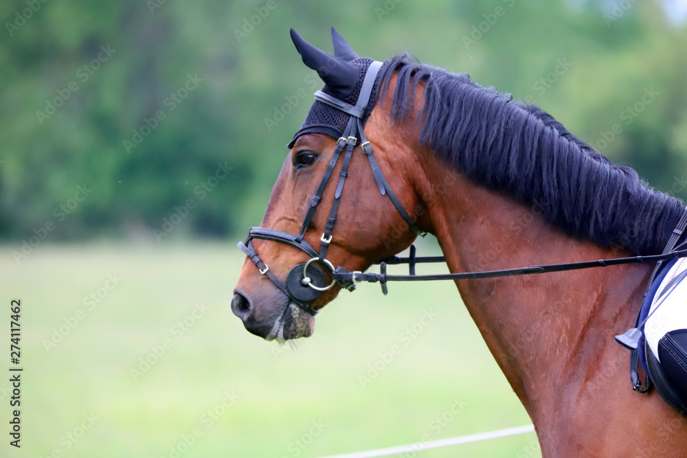 Portrait of beautiful show jumper horse in motion on racing track Portrait of beautiful show jumper horse in motion on racing track