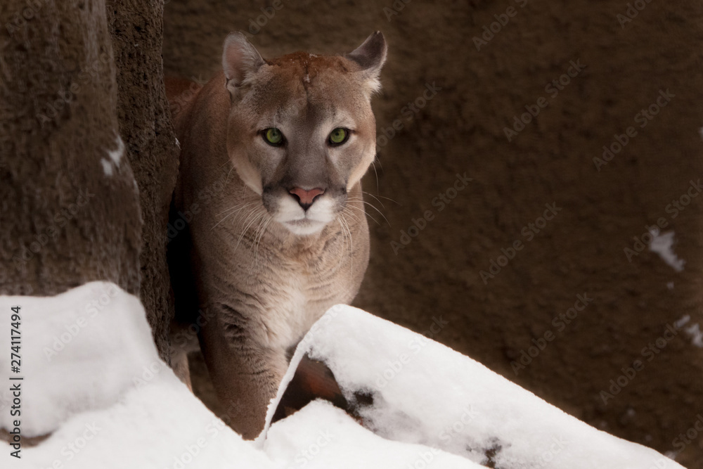 Beautiful predatory big cat puma (cougar) sneaks up on the background of  rocks and snow in winter. Glance green eyes. Stock Photo | Adobe Stock