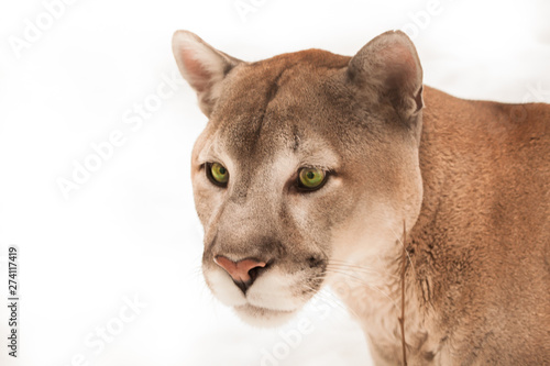 Beautiful big puma cat with clear green eyes on a white background, close-up
