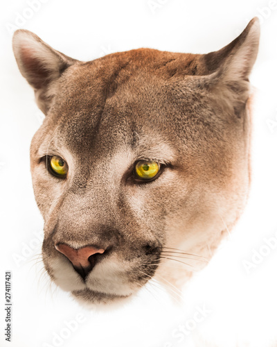 Beautiful big puma cat with clear green eyes on a white background,isolated on a white background close-up
