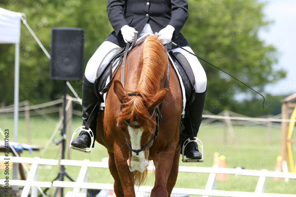 Obraz premium Portrait of beautiful show jumper horse in motion on racing track