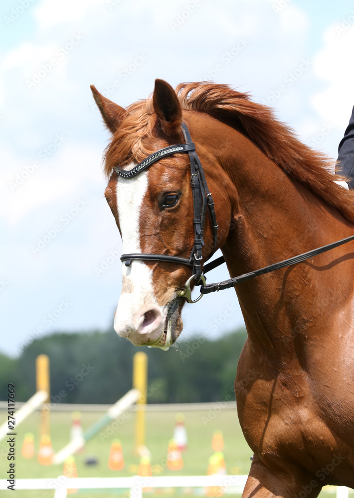 Obraz premium Portrait of beautiful show jumper horse in motion on racing track