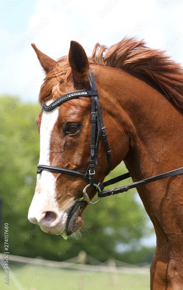 Portrait of beautiful show jumper horse in motion on racing track Portrait of beautiful show jumper horse in motion on racing track