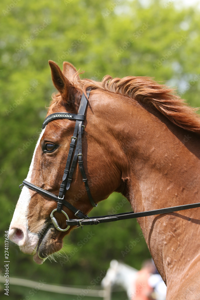 Obraz premium Portrait of beautiful show jumper horse in motion on racing track