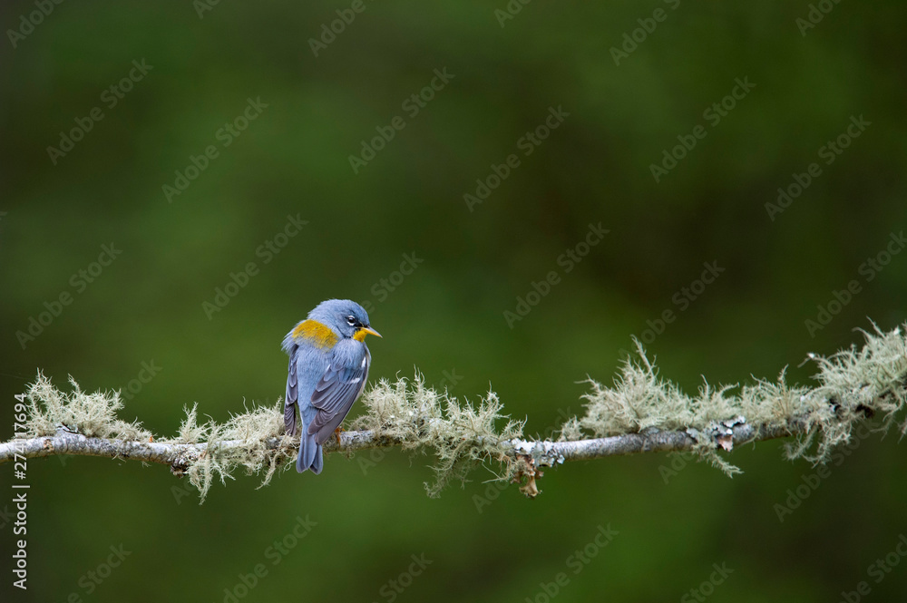 Fototapeta premium A Northern Parula perched on a branch covered in textured green lichens with a smooth green background.