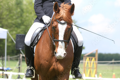 Portrait of beautiful show jumper horse in motion on racing track
