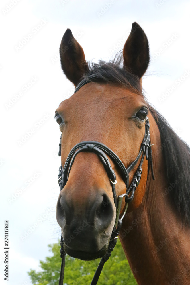 Obraz premium Portrait of beautiful show jumper horse in motion on racing track