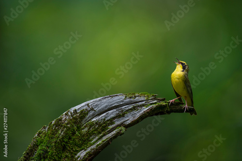 A bright yellow Kentucky Warbler sings out loud while perched on a curved log with mossy texture and a smooth green background. photo