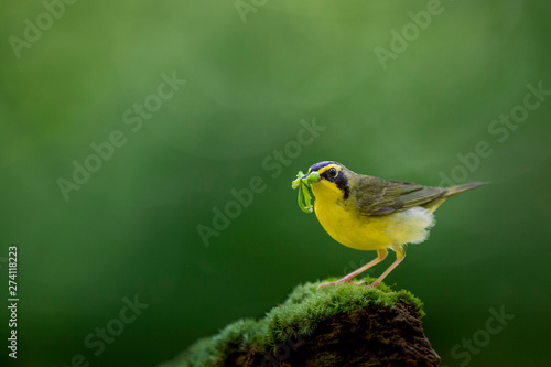 Photography A Kentucky Warbler perched on a mossy stump with a beak full of caterpillars with a smooth bright green background
