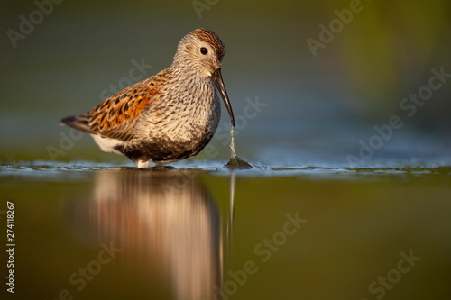 A Dunlin in breeding plumage pulls some grass from the shallow water with the golden morning sun shining on it and the green reflected water. © rayhennessy
